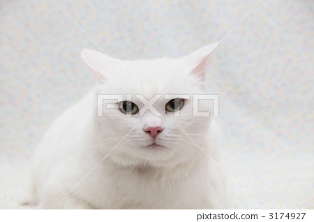 Stock Photo: japanese cat, pussy, cat