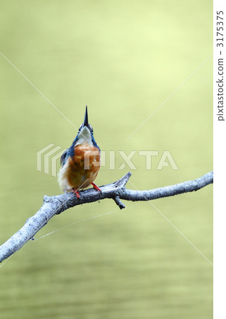 A kingfisher who faces upwards A kingfisher who faces upwards 3175375