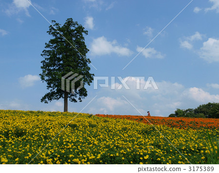 Totally flower corridor · flower garden of Ludovcekia and one tree Totally flower corridor · flower garden of Ludovcekia and one tree 3175389