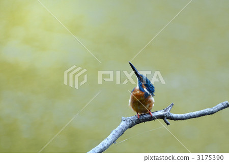 A kingfisher who faces upwards A kingfisher who faces upwards 3175390