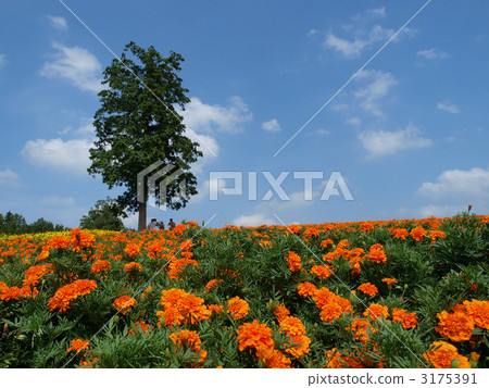 Totally flower corridor · marigold and a tree Totally flower corridor · marigold and a tree 3175391