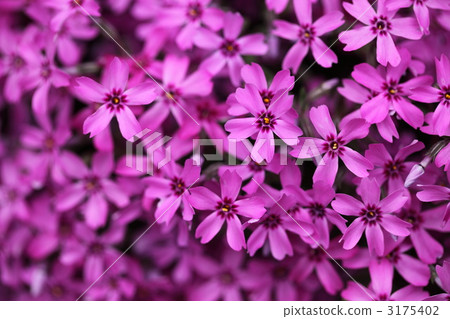moss phlox, bloom, blossom 3175402