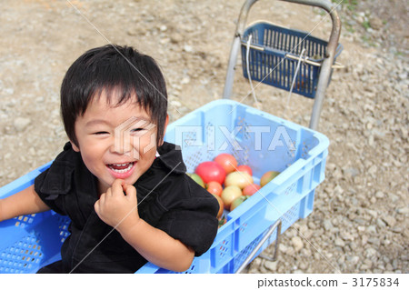 Tomatoes and boys 3175834