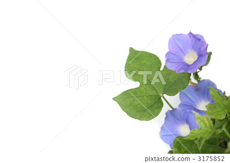 藍色牽牛花 3175852
