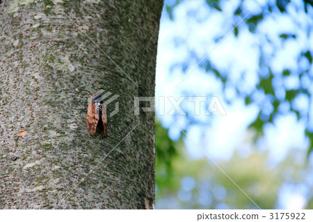 Brown cicada 3175922