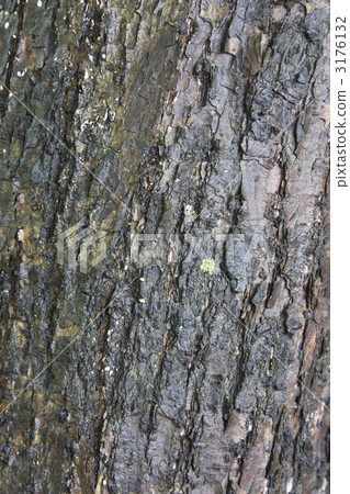 林登 林登 3176132