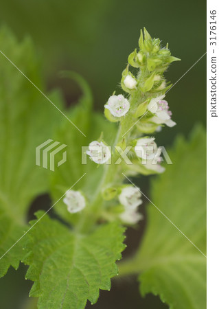 Shiso flowers 3176146