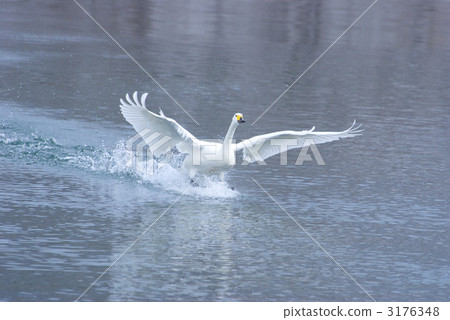 Swan landing braking Swan landing braking 3176348