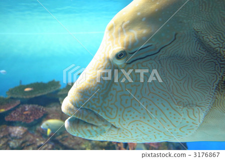 Napoleon fish, Cheilinus undulatus, humphead wrasse 3176867