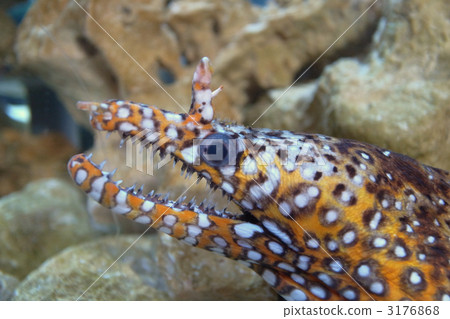 海鱔 魚 海底 3176868