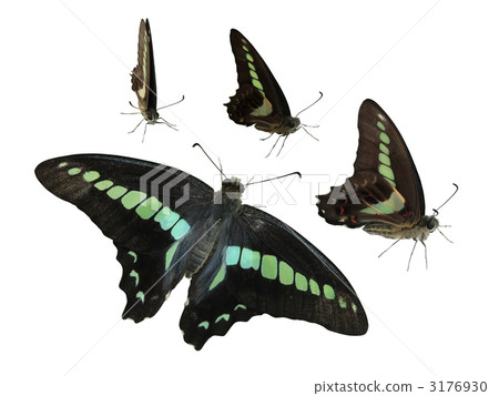 Aosujihaha trimming 3176930