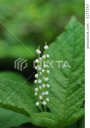 Two persons Sexual phthareshisqica Two persons Sexual phthareshisqica 3177347