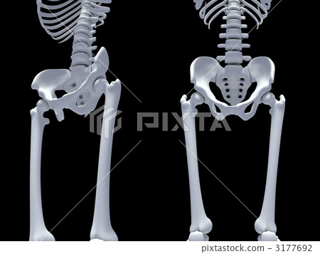 髖關節 髖關節 3177692