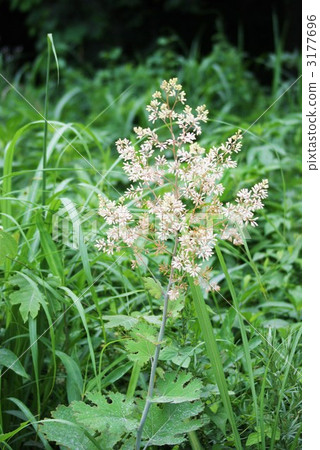 Flower vertical position of summer wildflower bamboo shoots Flower vertical position of summer wildflower bamboo shoots 3177696