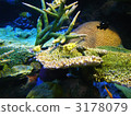 longhorn cowfish, puffer, puffer fish 3178079
