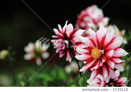 花輪大麗花花園 3178118