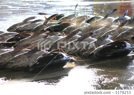 勝浦漁港 3178253