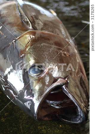 勝浦漁港 勝浦漁港 3178265