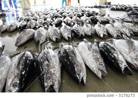 Katsuura fishing port 3178273