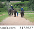 大象和大象使用 3178627