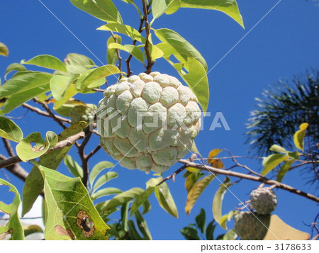 南美番荔枝 南美番荔枝 3178633