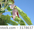 香蕉花 3178637