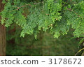 Tree of the forest 3178672