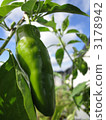 胡椒 柿子椒 青椒 3178942