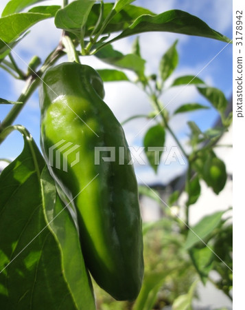 Bell Peppers, bell pepper, green pepper 3178942