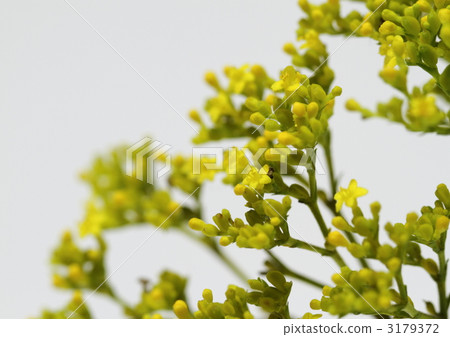 Flowers of Omenise (Janro) 3179372