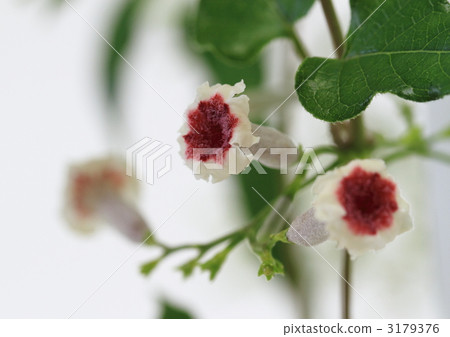 Small flowers of Hexokazura Small flowers of Hexokazura 3179376