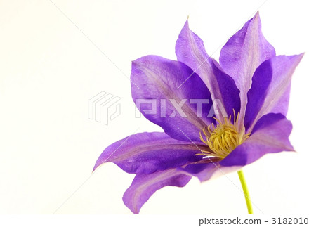 Clematis Clematis 3182010