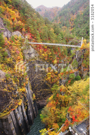 yellow leafe, maple, kinugawa river 3182054