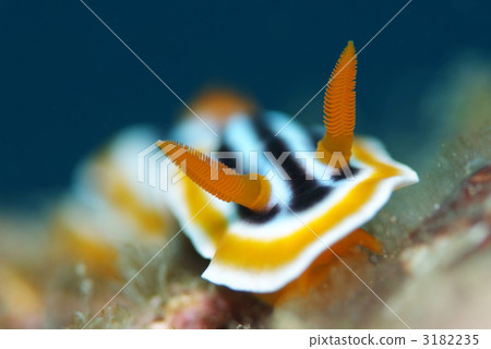Shirette sea urchins Shirette sea urchins 3182235