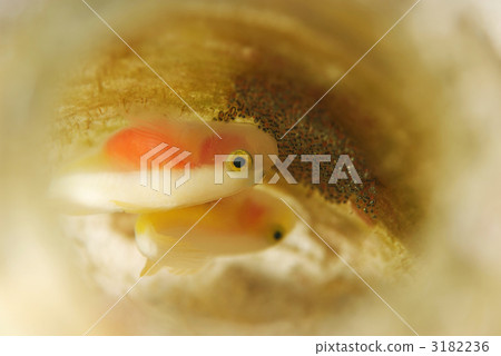 Nakamoto Irowake goby Nakamoto Irowake goby 3182236