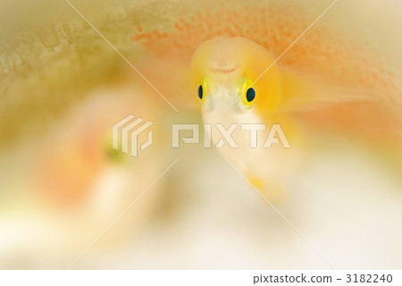 Nakamoto Irowake goby Nakamoto Irowake goby 3182240