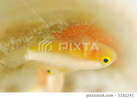 Nakamoto Irowake goby 3182241