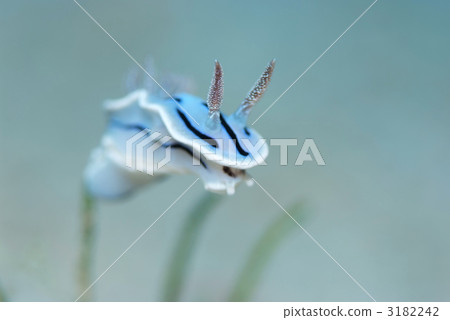 Misole Umizushi 3182242