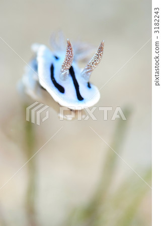 Misole Umizushi 3182243