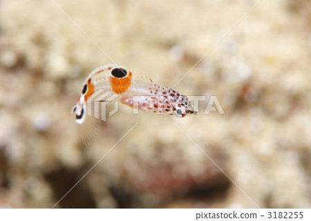 Kamu Ribera's juvenile fish Kamu Ribera's juvenile fish 3182255
