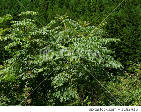 夏天鱈魚 3182436