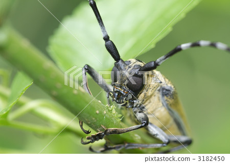 Kuwakamikiri 3182450