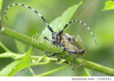 Kuwakamikiri Kuwakamikiri 3182452