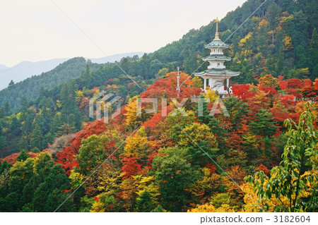 maple, yellow leafe, ìîñò 3182604