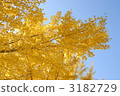 ginkgo, autumn sky, ginko tree 3182729