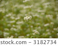 buckwheat, noodles, buckwheat flower 3182734