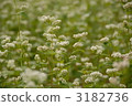 buckwheat flower, buckwheat field, flower garden 3182736