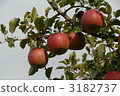 apple, apples, fruit 3182737
