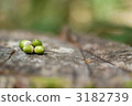 acorn, forest, wood 3182739