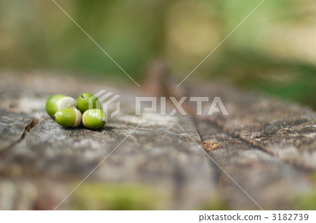 acorn, forest, wood 3182739